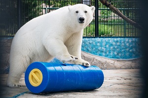 Rosneft Specialists together with Conservation Society and the Wildlife Research Develop Toys for Polar Bears