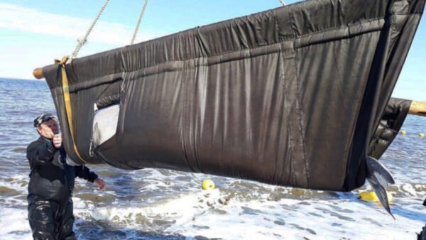 Russia to Press Ahead With Release of Captive Whales Despite Outcry