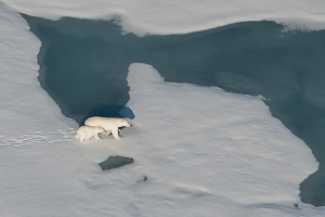 Two Expeditions Start as Part of Rosneft’s Programme for Polar Bear Research on the Arctic Shelf