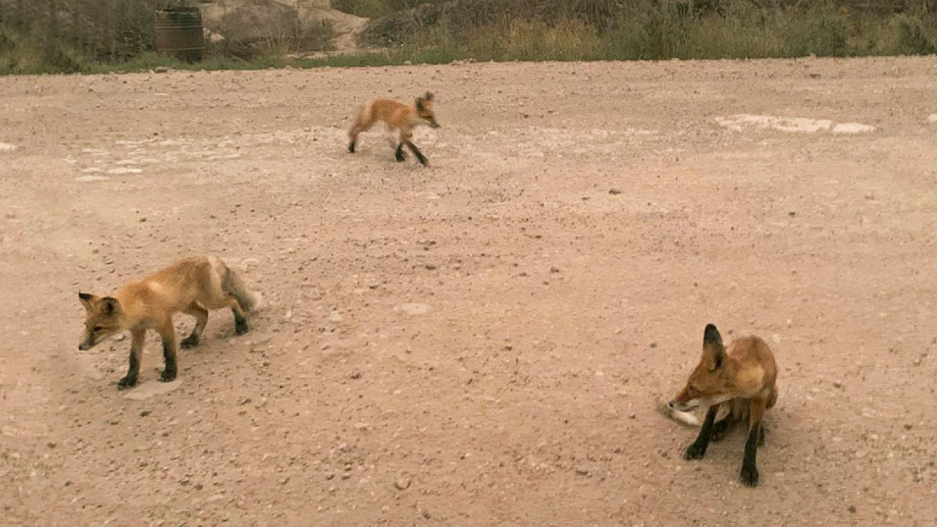 Foxes Beg for Food in Wildfire-Hit Siberia, Sparking Social Media Outcry
