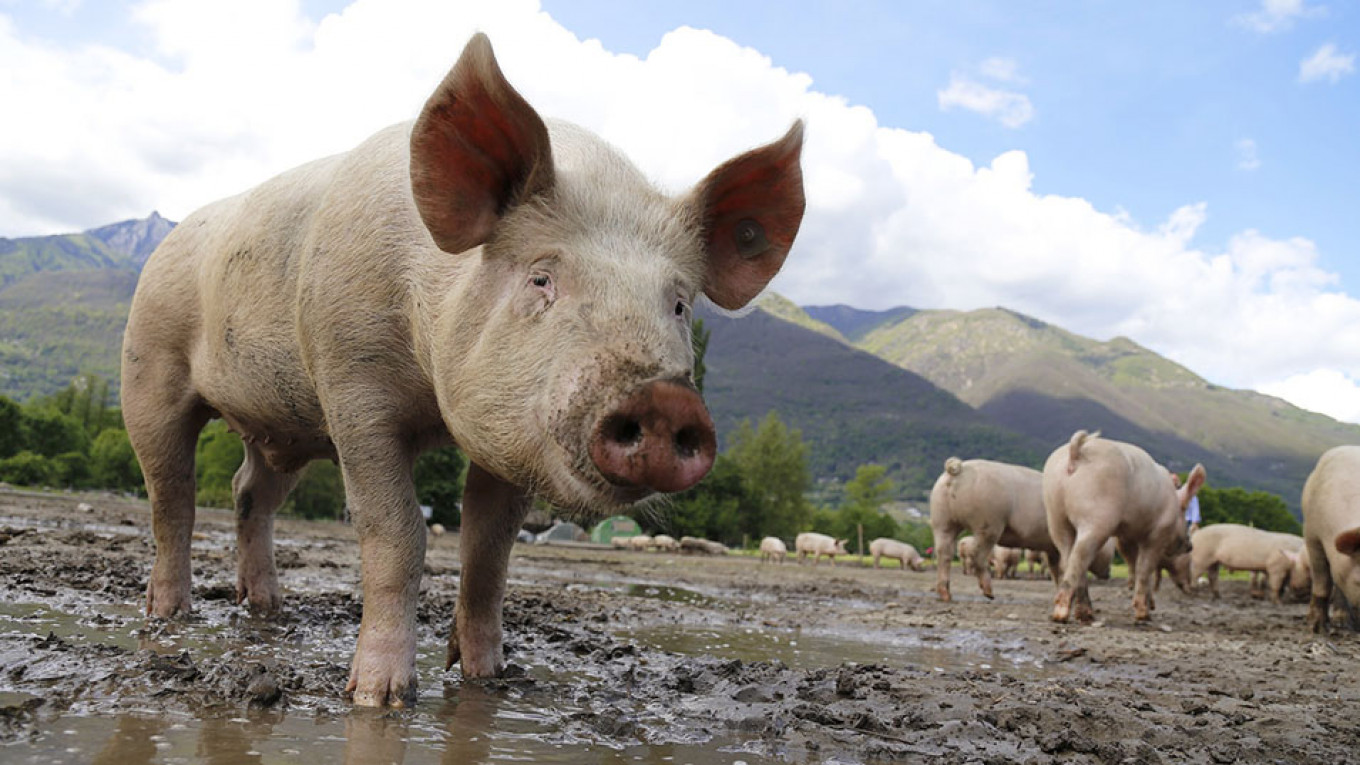 Russia Reports New Case of African Swine Fever in Its Far East