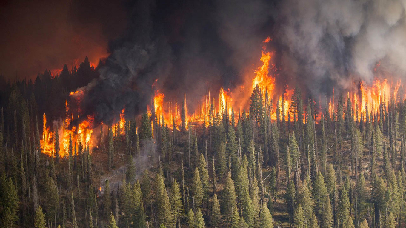 Russia Says Siberian Wildfires Started on Purpose by Illegal Loggers