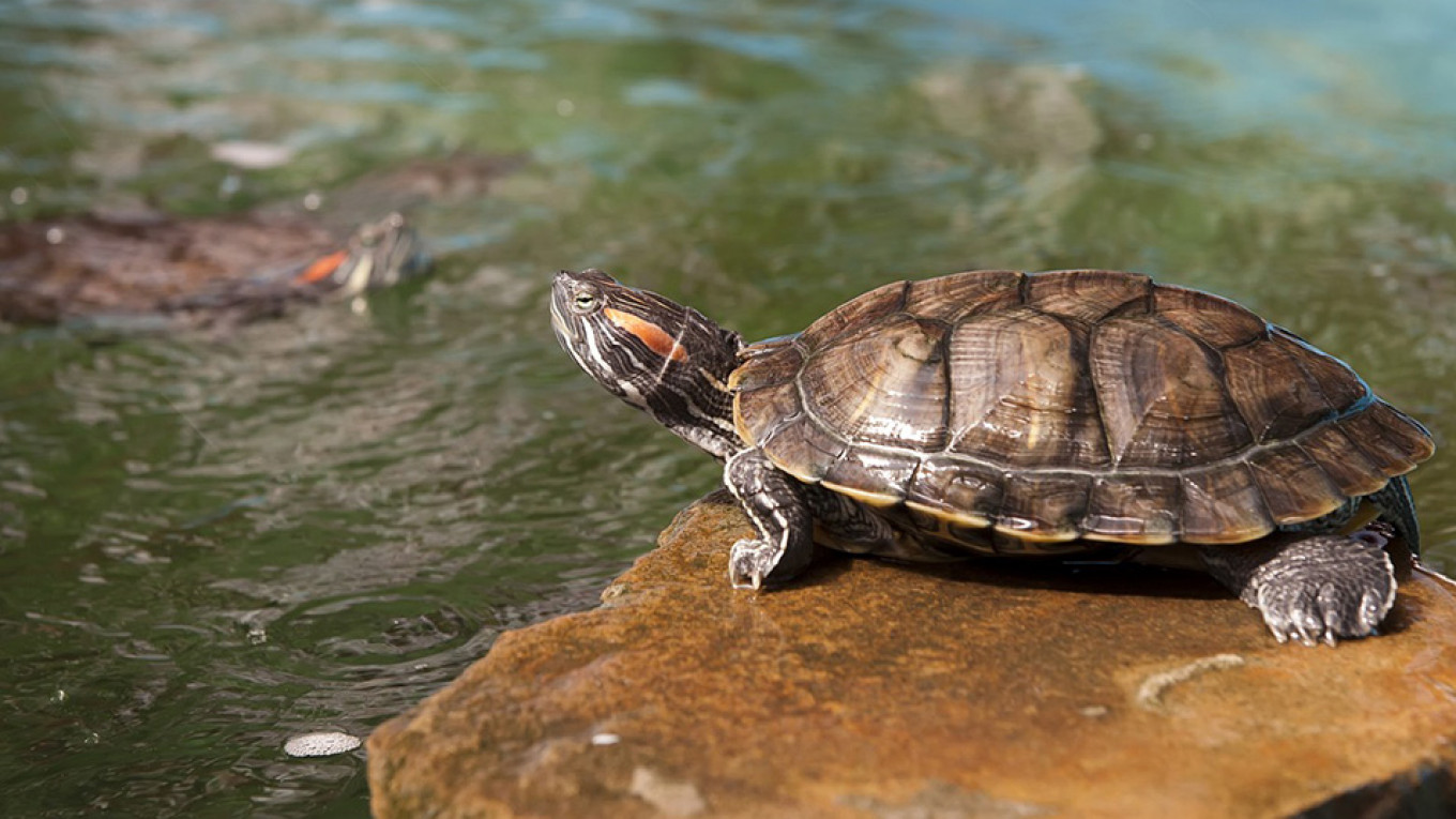 Russia Returns Over 4,000 Rare Tortoises to The Wild