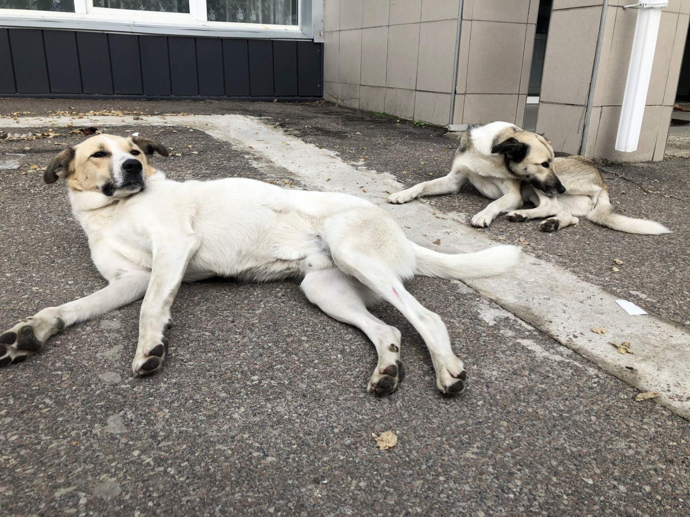 How the Dogs of Chernobyl Found a Happy Ending