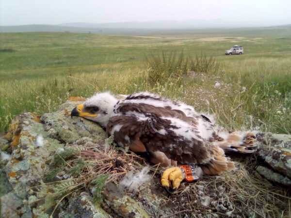 Russian Eagle Racks Up Hefty Phone Bills With Iran Flights