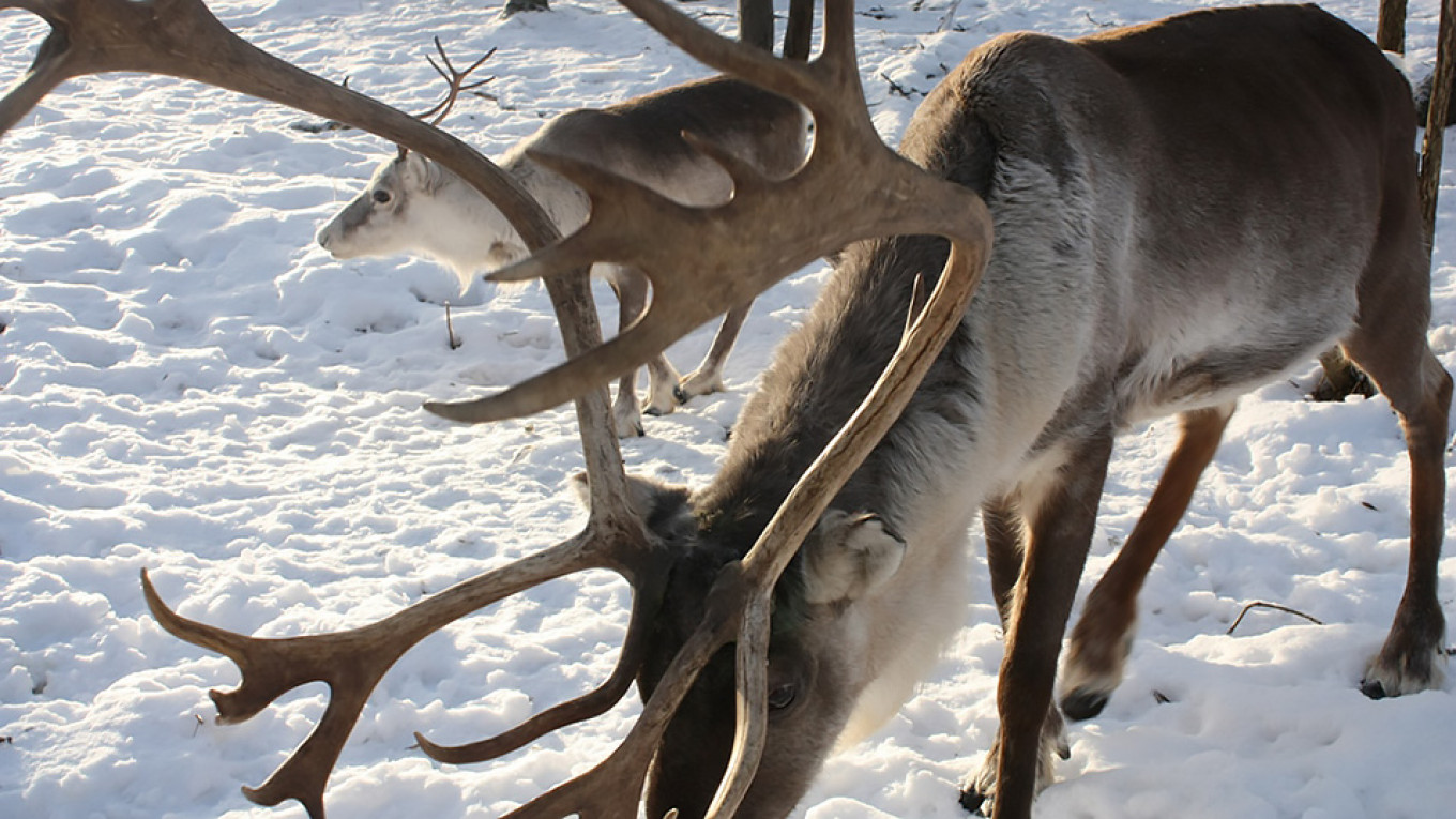 Russia’s Natural Resources Ministry Calls for Urgent Action to Save Wild Reindeer