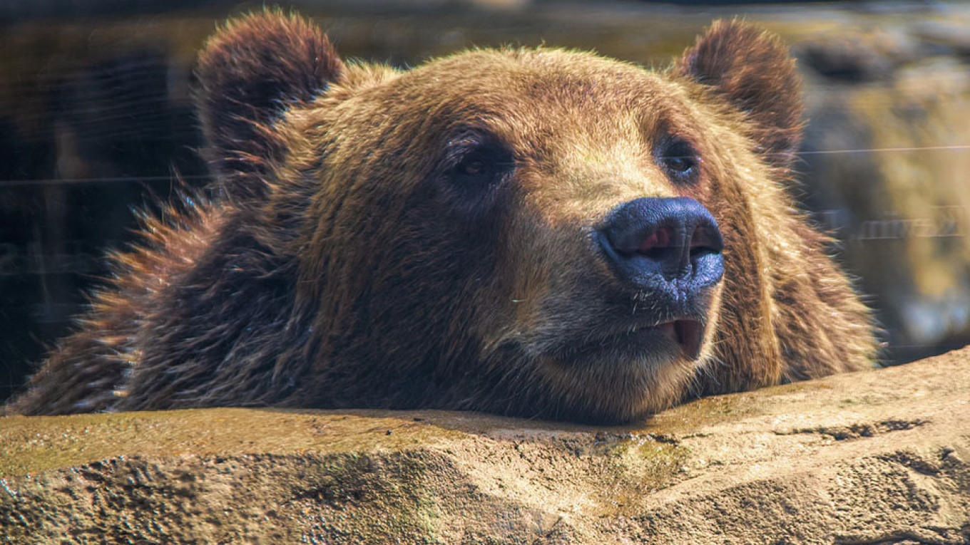 Crimean Zoo Owner Asks Public to Adopt 30 Bears – Or He’ll Kill Them