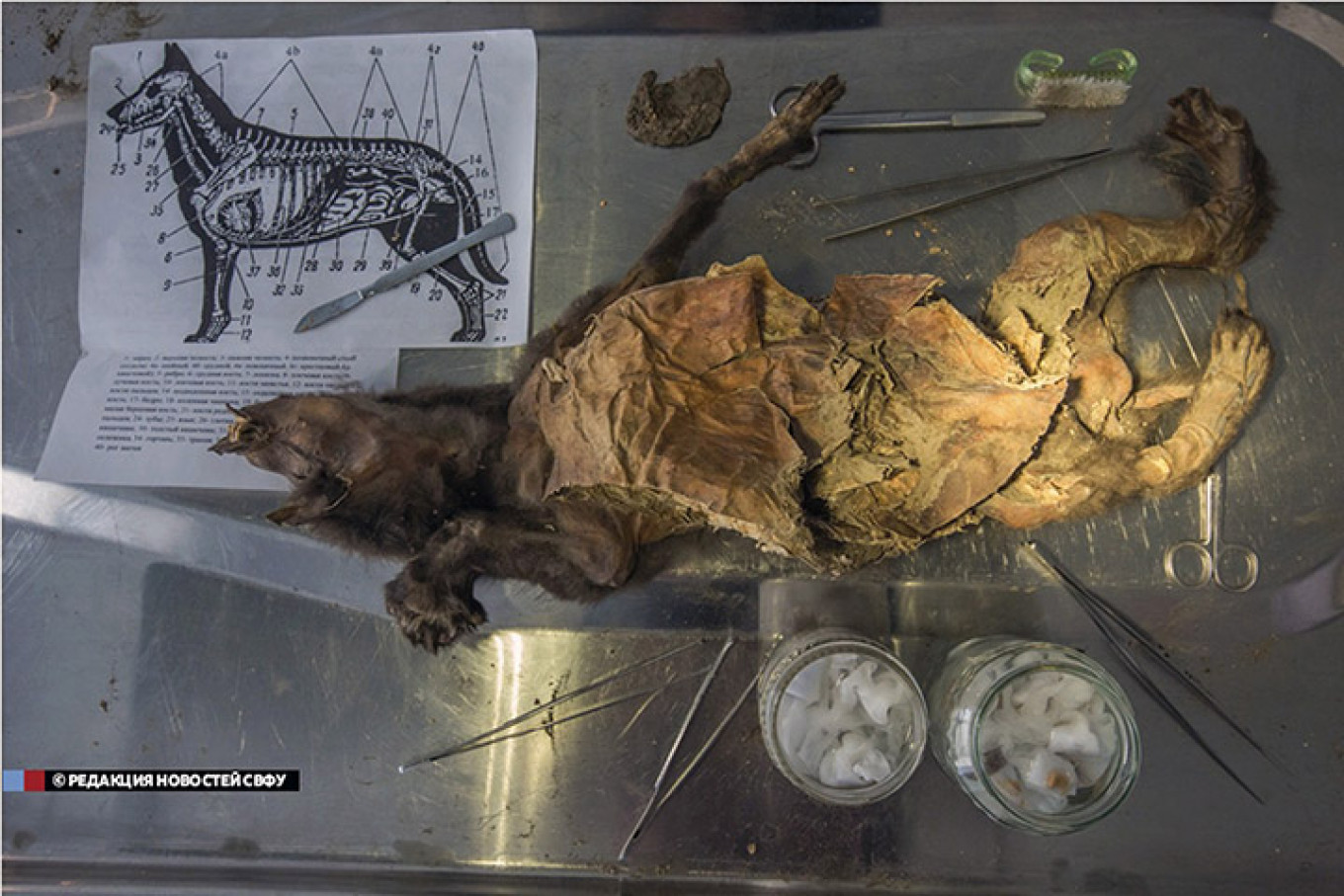 Dog or Wolf? Prehistoric Puppy Discovered in Russia Might Be Missing Link