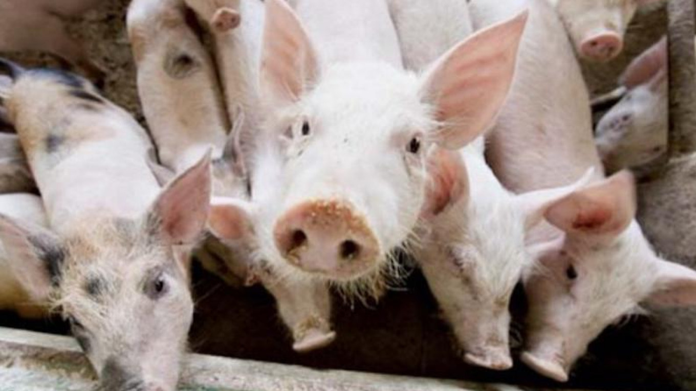 Is China Exporting African Swine Fever to Russia?