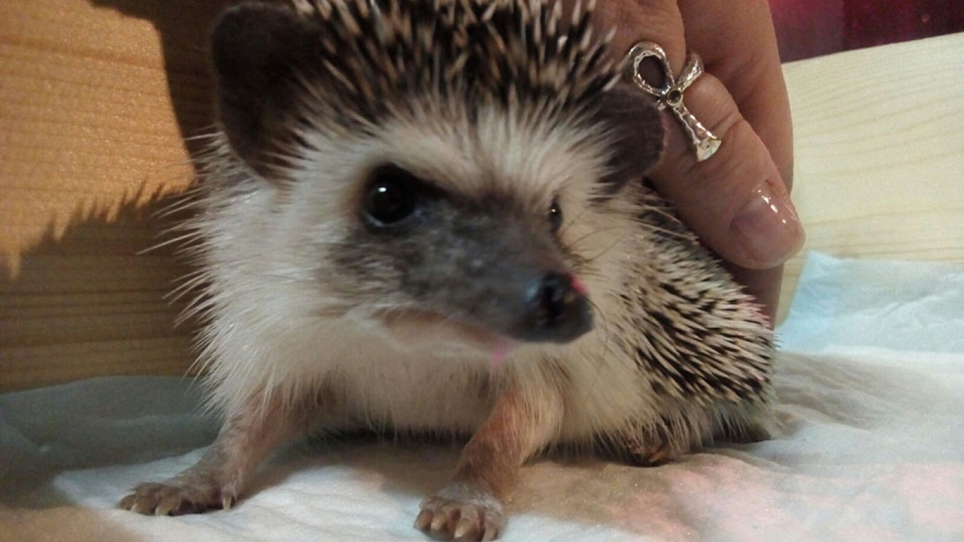 Moscow Cafe Offers Responsible Playtime With Hedgehogs