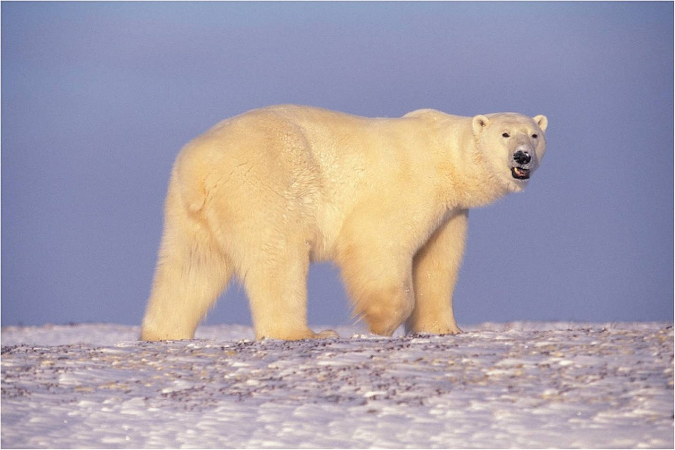 Polar Bears’ Diet Is 25% Plastic, Russian Scientists Say