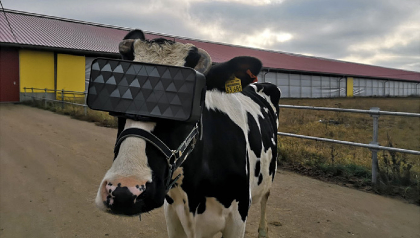 Russian Cows Fitted With Virtual-Reality Headsets