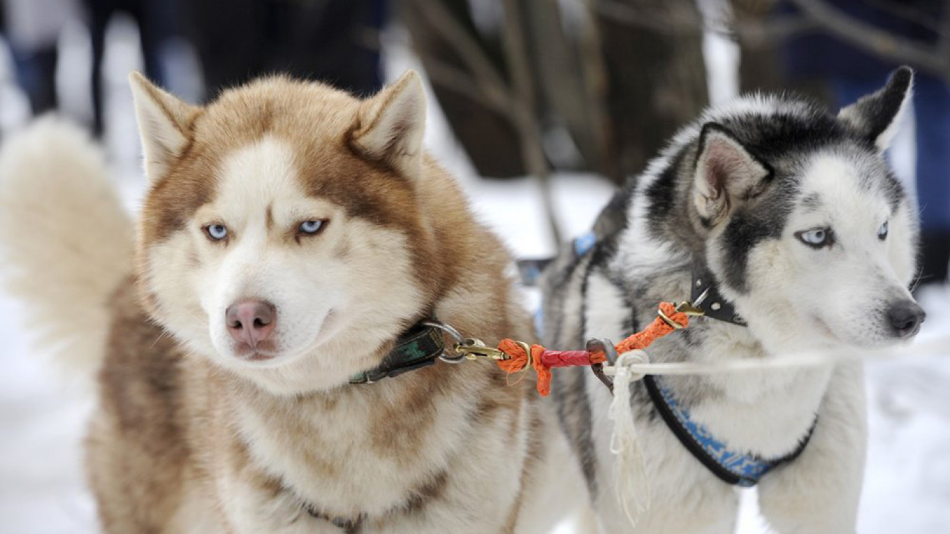 Russia’s Northern Fleet Bolsters Its Forces With Siberian Huskies