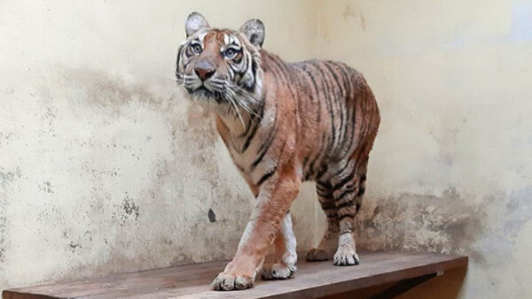 ‘Starving, Exhausted’ Russia-Bound Tigers Recovering in Poland