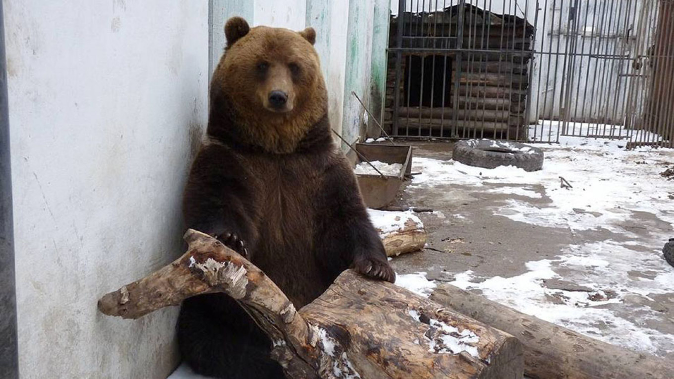 Abnormally Warm Winter Keeps Siberian Bears From Hibernating