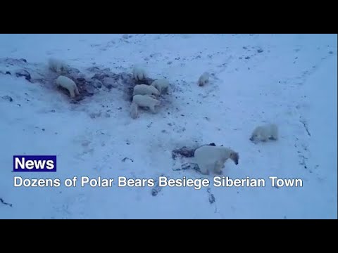 Dozens of Polar Bears Descend Upon Russian Town