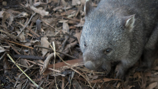 Australian Wildlife Finds Sanctuary on Russian Migrant’s Farm