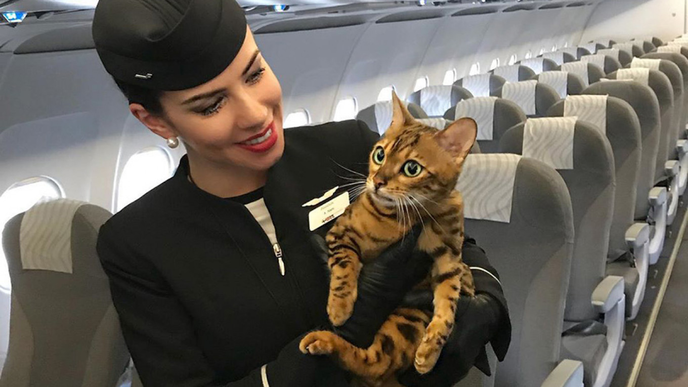 ‘I’m Not Baggage’: Russian Pets Unite in Flashmob After Cats’ Airplane Death