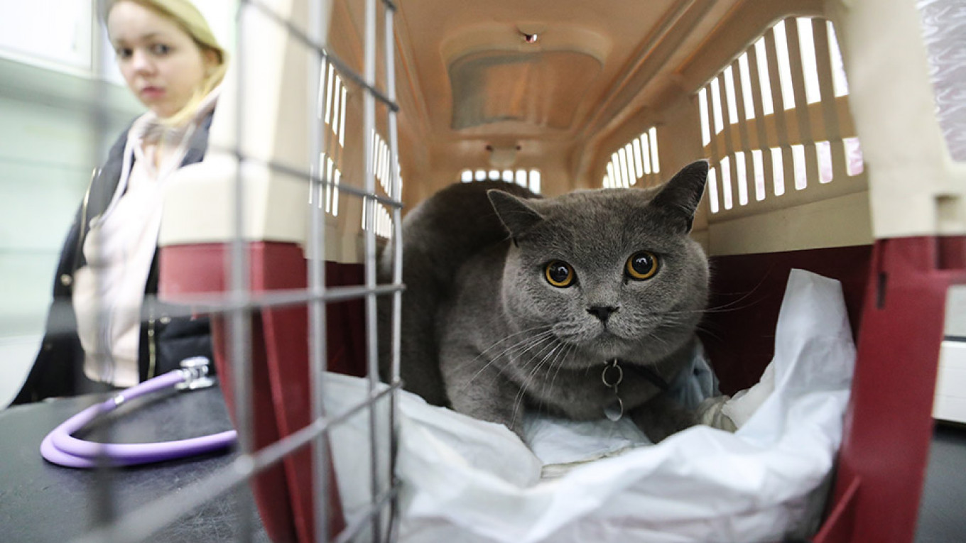 No Fat Cats in the Plane Cabin, Russia Says