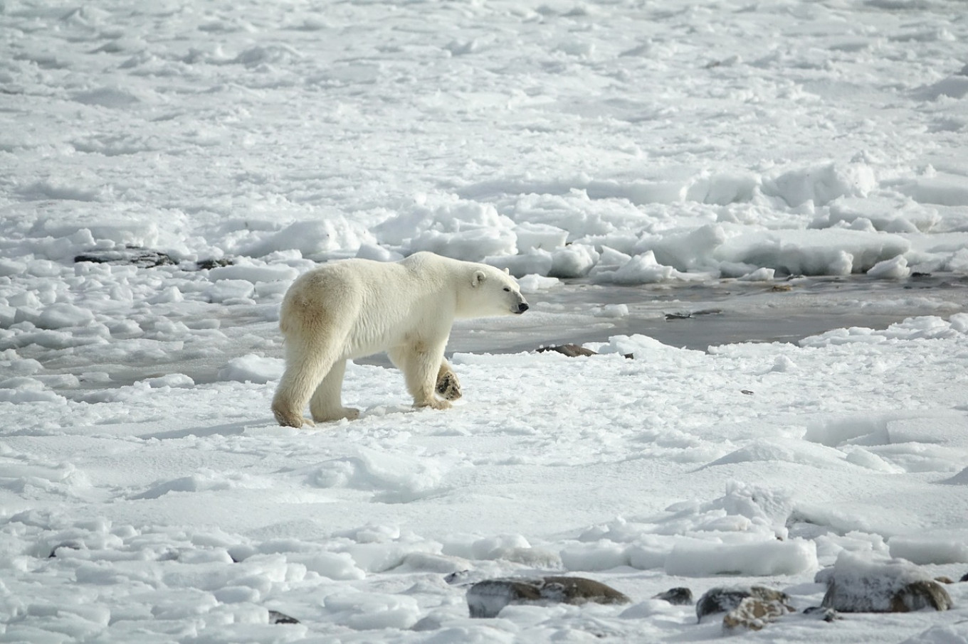 Polar Bear Cannibalism On the Rise in Russia’s Arctic, Scientists Say