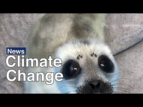 Baby Seal Rescued in Baltic Sea