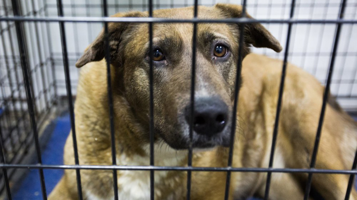 Hundreds of ‘Rabid’ Dogs and Cats Killed at Russian Shelter