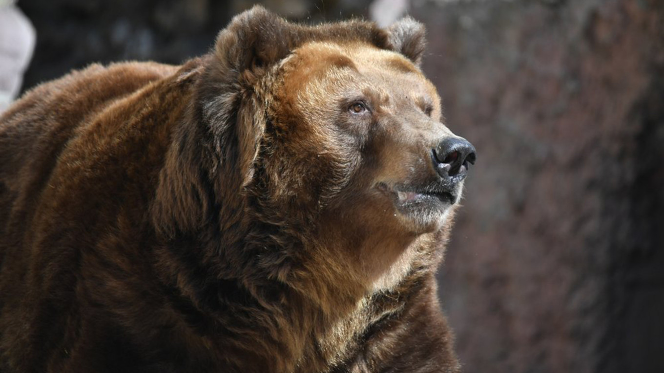 Warm Winter Wakes Moscow’s Bears Early