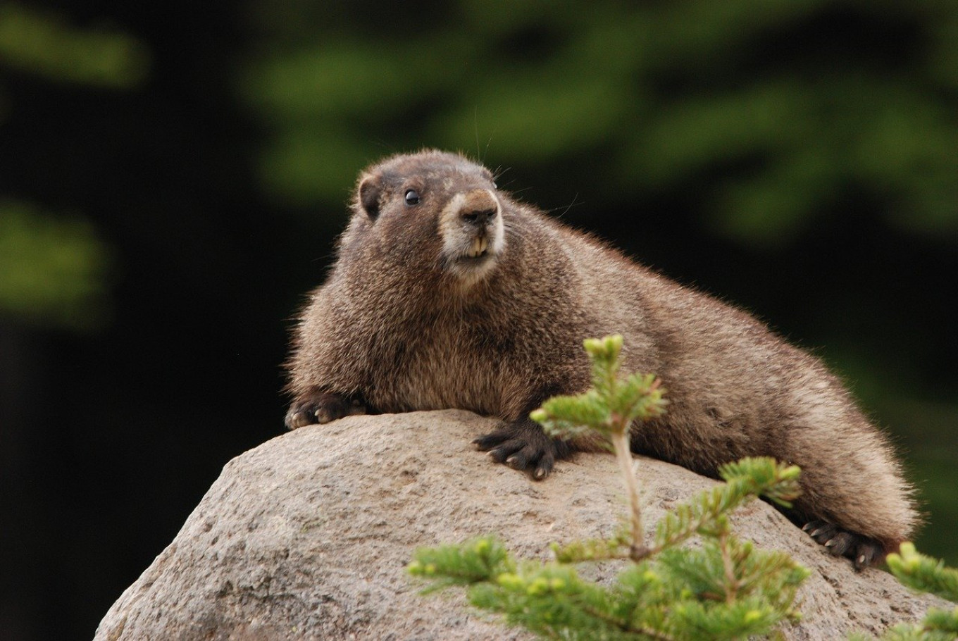 Russia Warns Against Marmot Hunting Amid Plague Scare