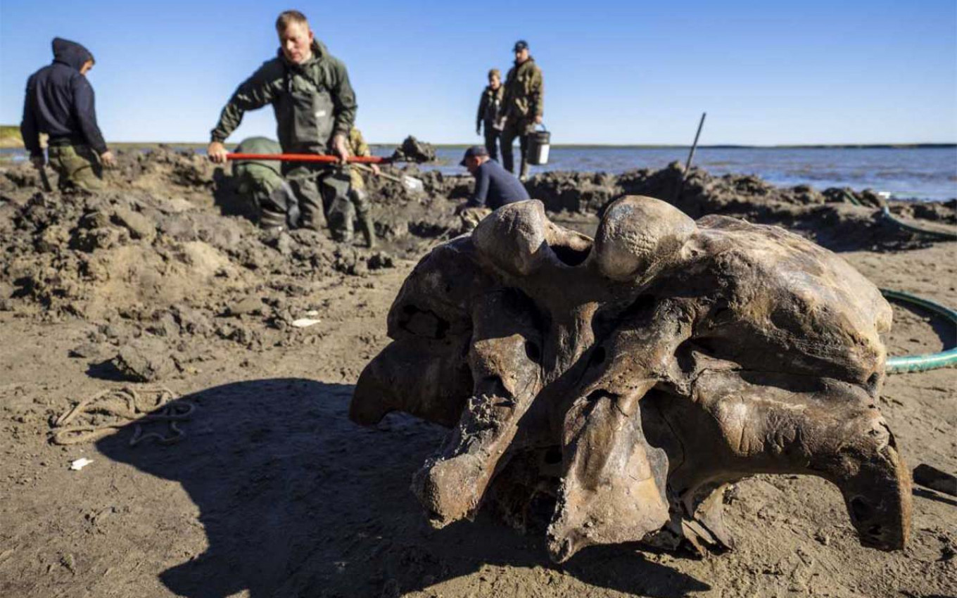 Well-Preserved Mammoth Discovered in Russian Arctic as Permafrost Thaws