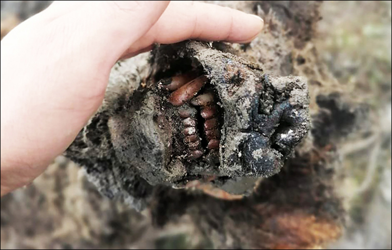 Well-Preserved Cave Bear Discovered in Russia’s Melting Arctic Permafrost