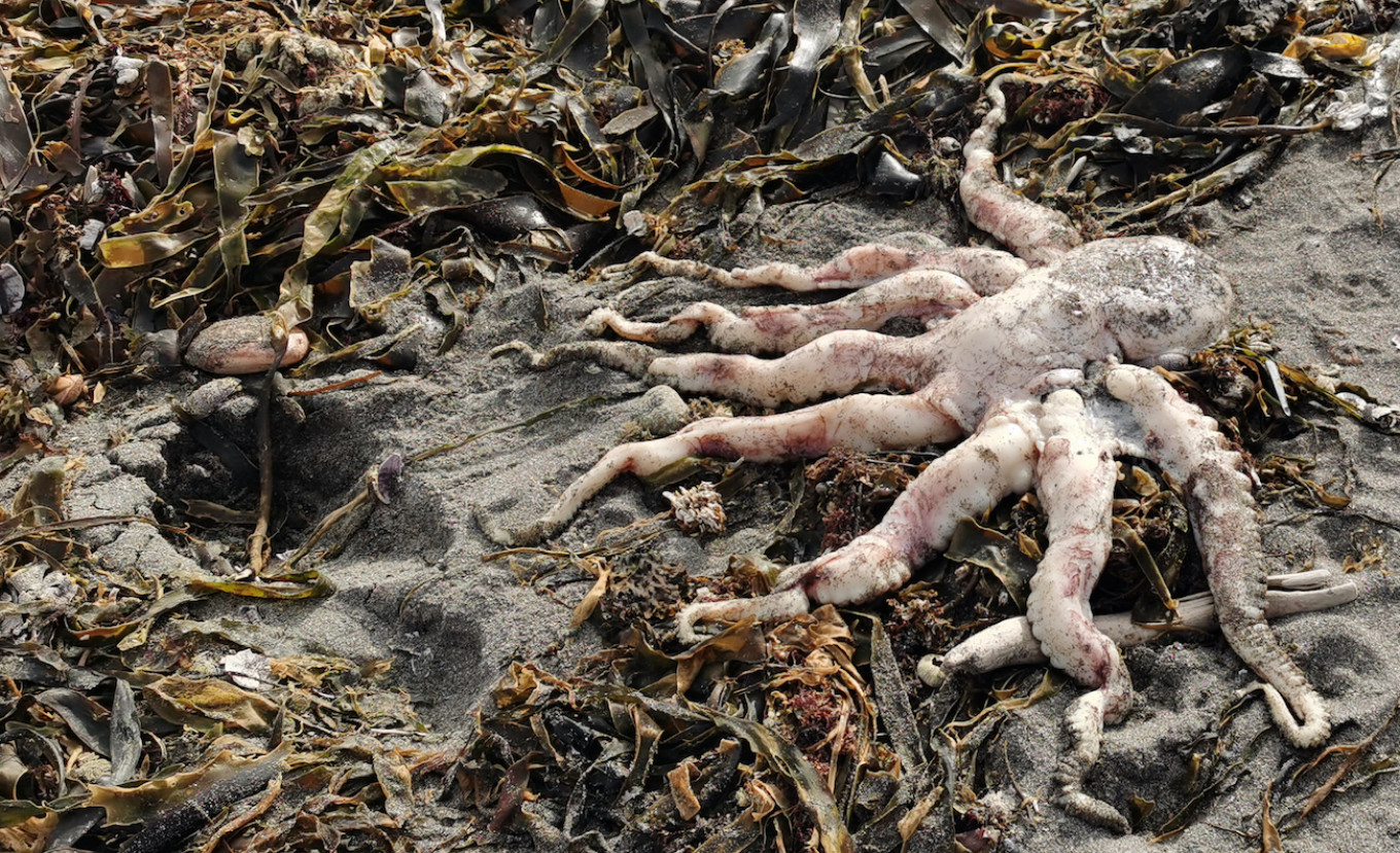 95% of Marine Life on Sea Floor Killed in Kamchatka Eco-Disaster, Scientists Say