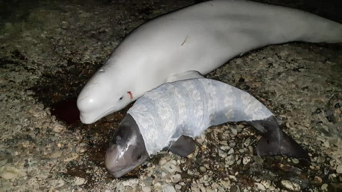 Beluga Family Rescued From Low Tide By Russian Emergency Worker