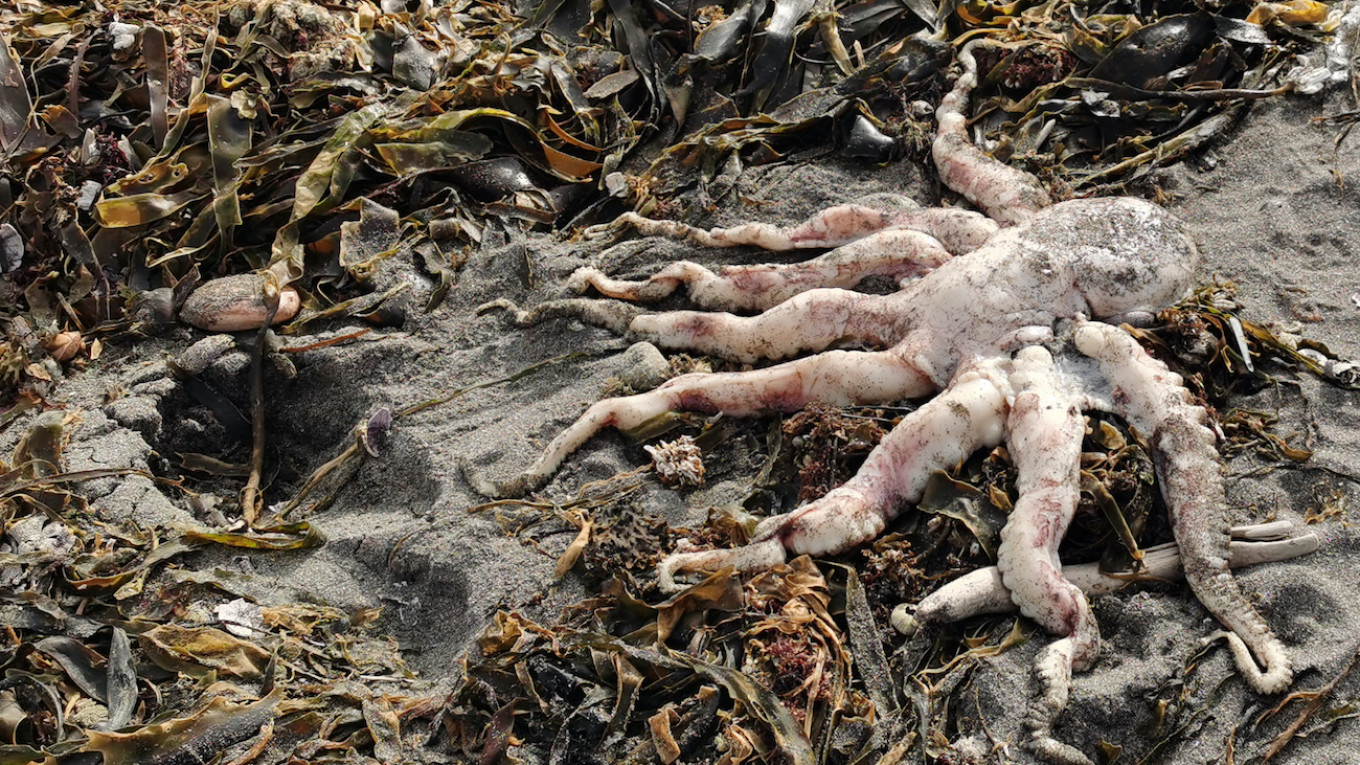 Kamchatka Marine Life Death Caused by Algae: Russian Scientist