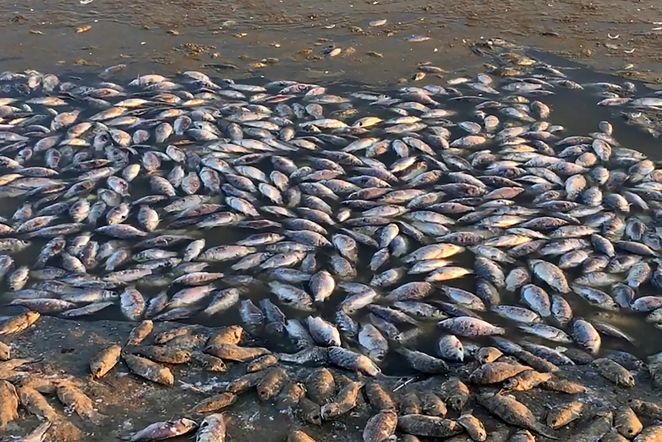 Mass Fish Die-Off in Southern Russia Sparks Probe