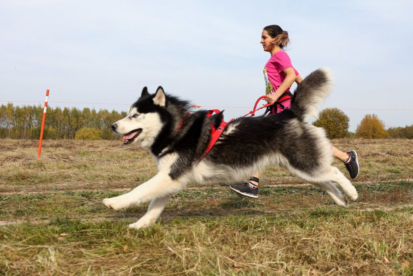 Muscovites and Their Dogs Race Cross-Country for Charity