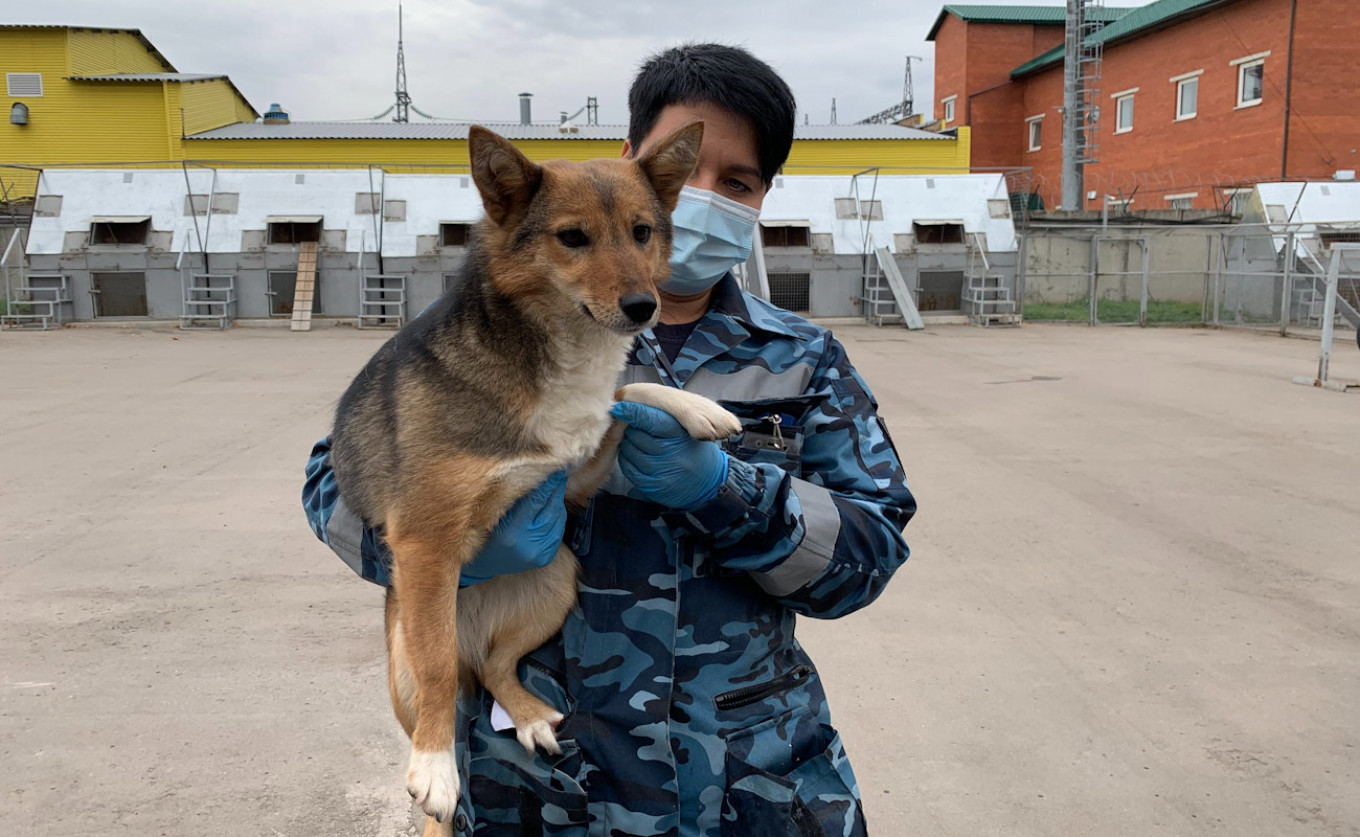 Russia Recruits Rare Dogs to Sniff Out Coronavirus as Second Wave Tightens Grip