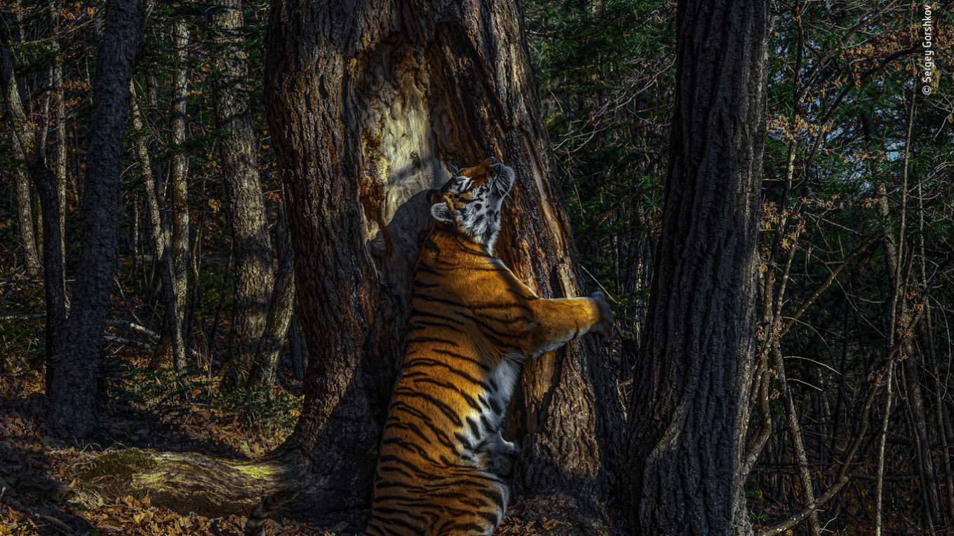 Russian Photographer Wins Top Wildlife Photo Award With Amur Tiger Snapshot