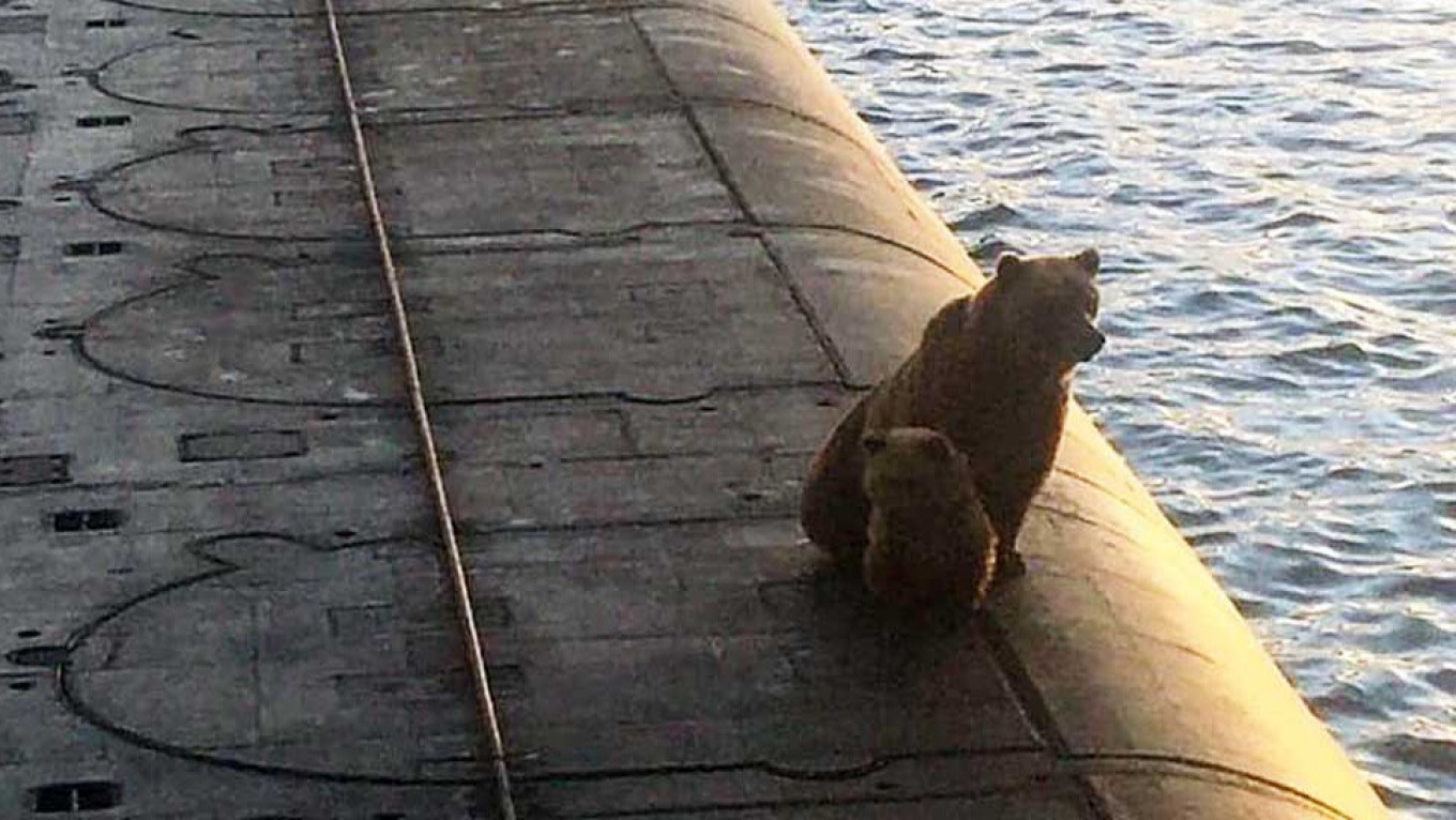 Bear and Cub Shot Dead by Russian Submariners After Climbing On Vessel