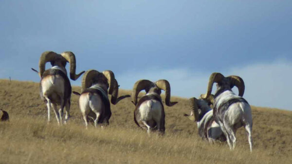 Siberian Environmentalist Detained for Poaching World’s Largest Sheep – Reports