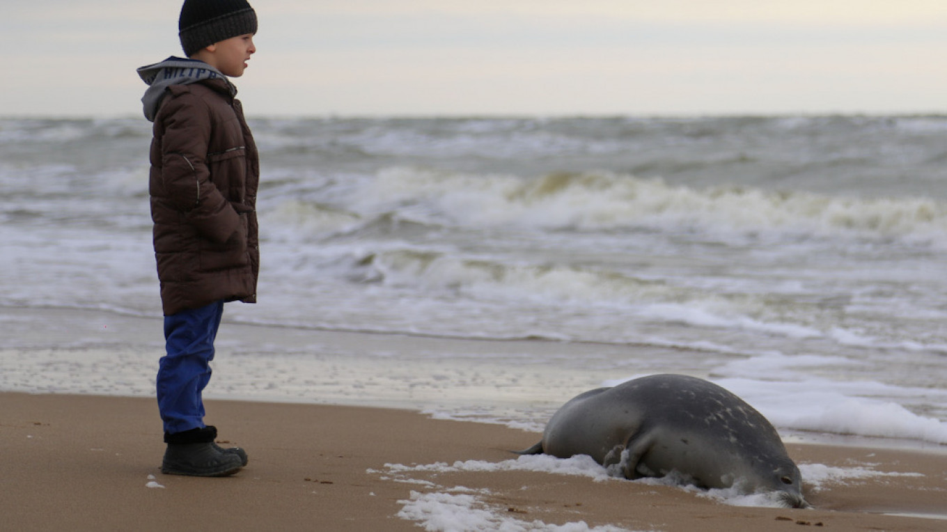 Endangered Seals Wash Up Dead on Russian Beach