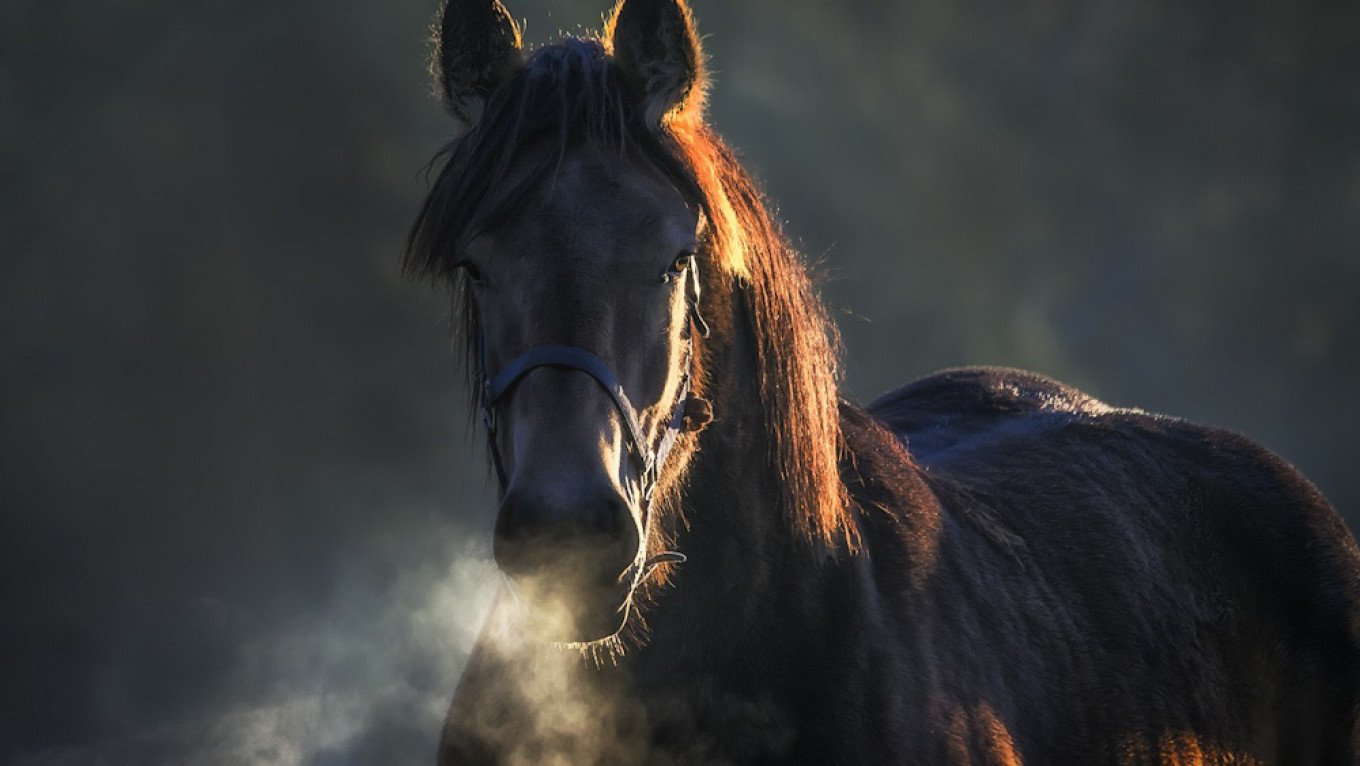 Horse Bites Off St. Petersburg Man’s Nose After Attempted Kiss – Reports