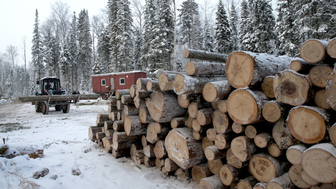 NGO Accuses Europe’s Home Improvement Stores of Buying Illegal Russian Lumber