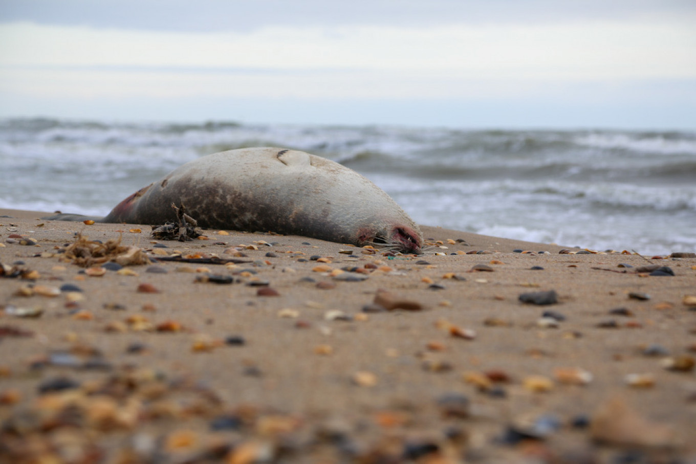Russia Probes Mystery Seal Die-Off