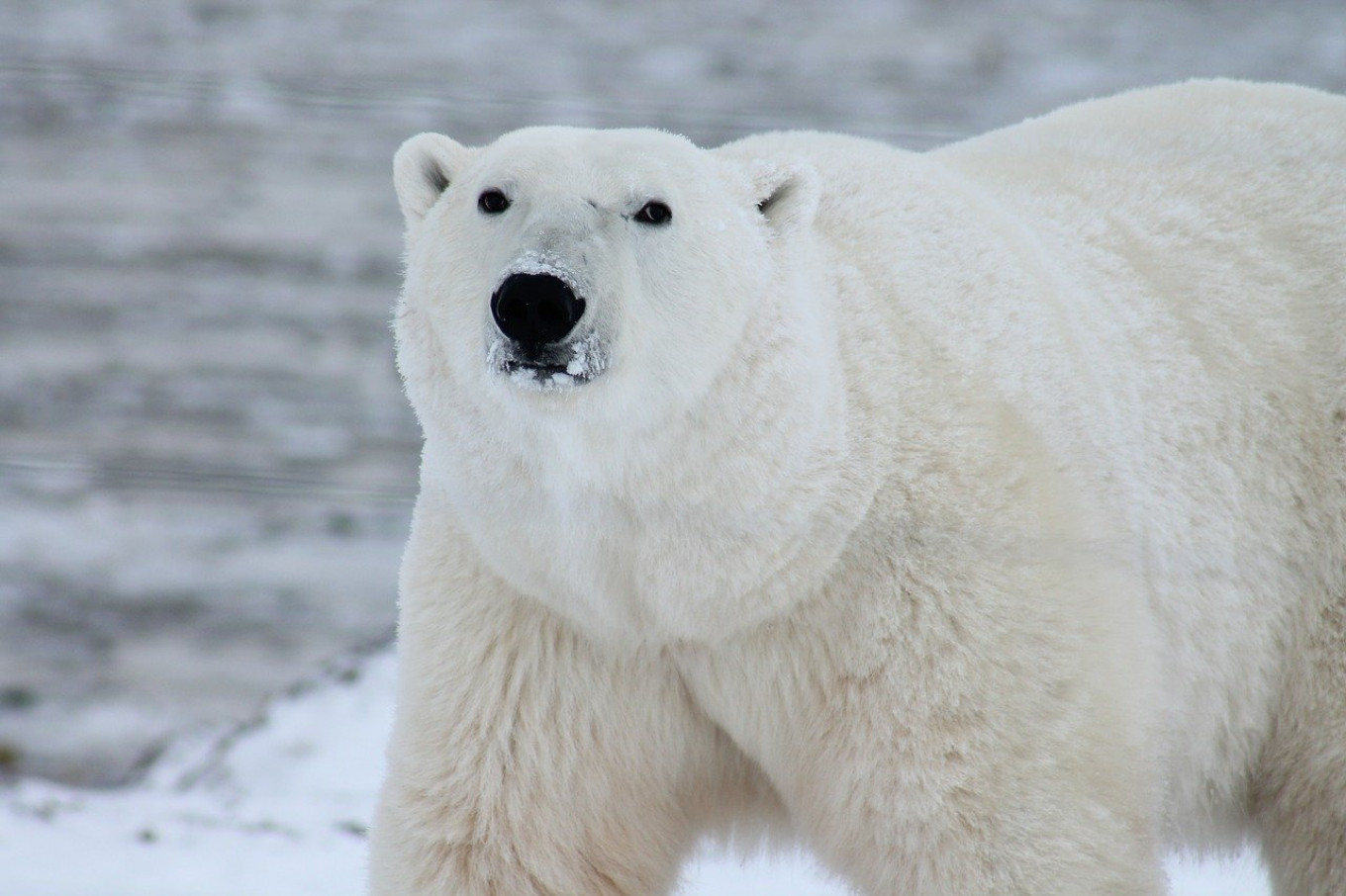 Melting Arctic Forces Polar Bears to Adapt to Land-Based Diet – Russian Scientists