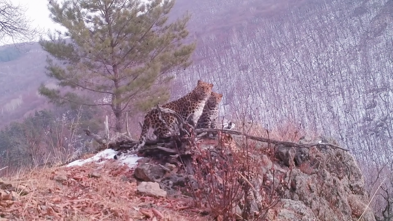 Russia Hails Rare Sighting of Amur Leopard Mum With Cubs