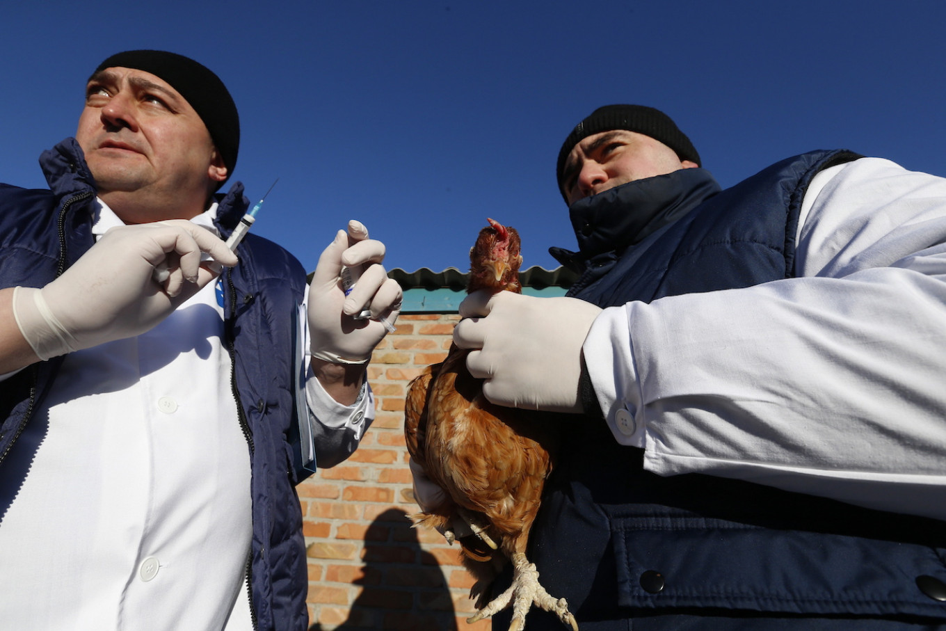 Russia Warns of H5N8 Bird Flu Transmission