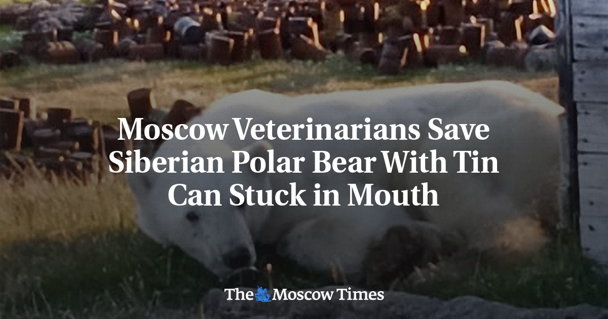 Moscow Veterinarians Save Siberian Polar Bear With Tin Can Stuck in Mouth