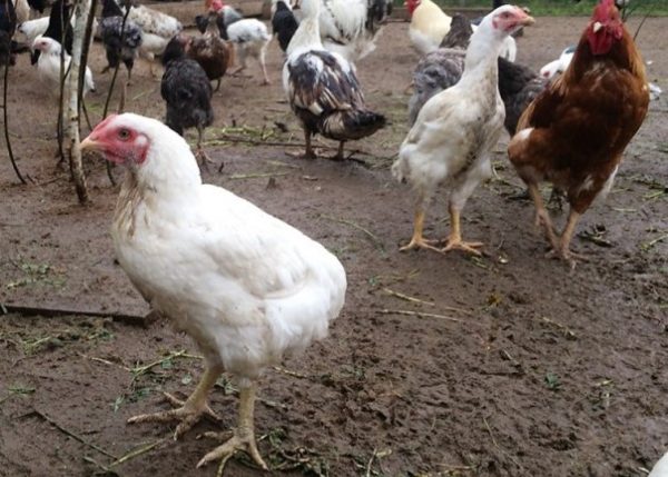 Kurnik: A Wedding Dish for One Hen of a Bride