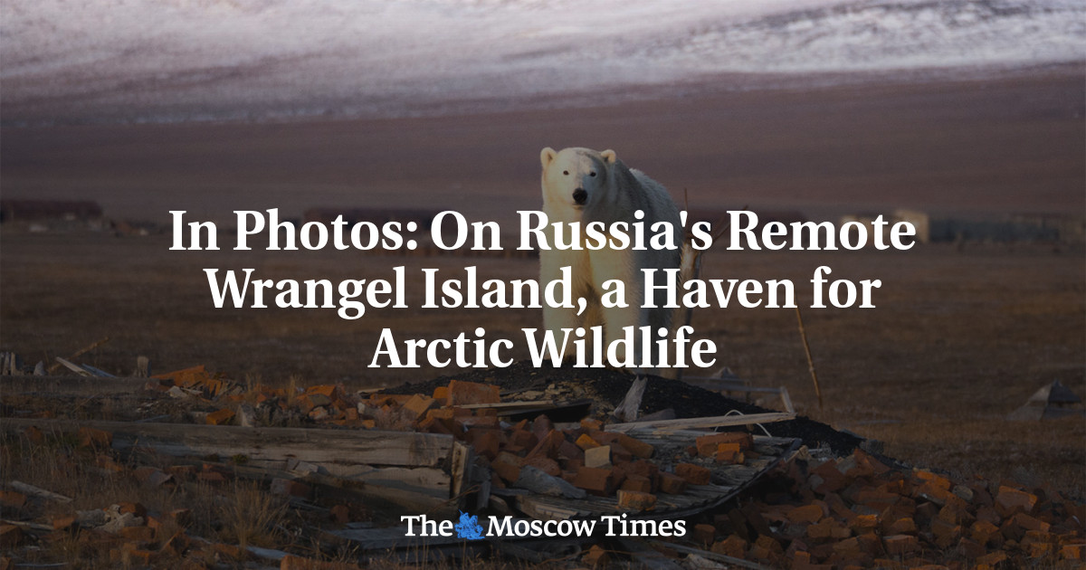 In Photos: On Russia’s Remote Wrangel Island, a Haven for Arctic Wildlife
