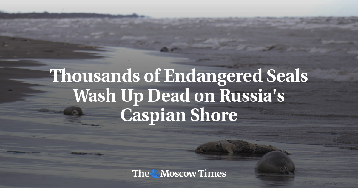 Thousands of Endangered Seals Wash Up Dead on Russia’s Caspian Shore